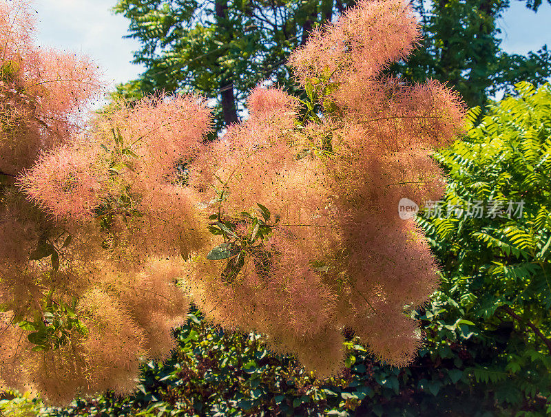 Cotinus coggygria, rhus Cotinus，烟树，烟树，烟灌木，或染料漆树是一种开花植物。自然绿色和粉红色的花朵背景